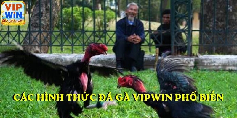 Các hình thức đá gà VIPWIN phổ biến