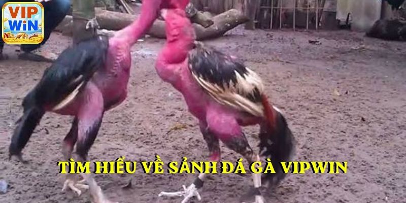 Tìm hiểu về sảnh đá gà VIPWIN