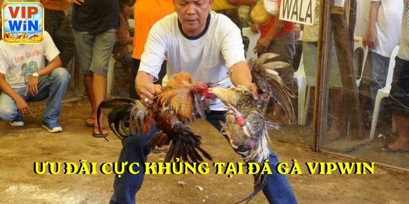 Ưu đãi cực khủng tại đá gà VIPWIN